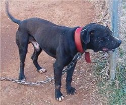 Photo of the dog