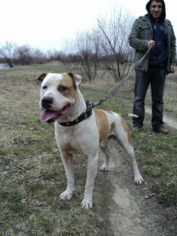 Photo of the dog
