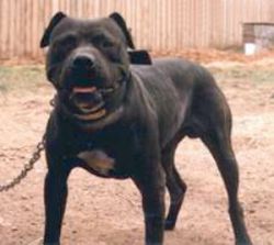 Photo of the dog