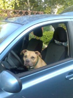 Photo of the dog