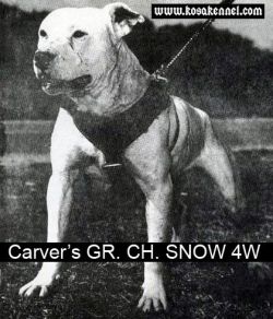 Photo of the dog
