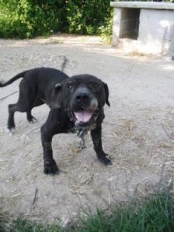 Photo of the dog