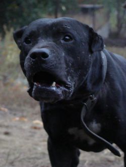 Photo of the dog