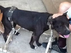 Photo of the dog