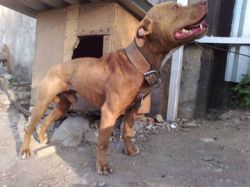 Photo of the dog