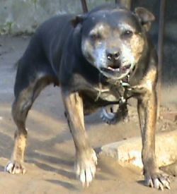 Photo of the dog