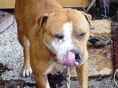 Photo of the dog