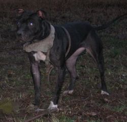 Photo of the dog