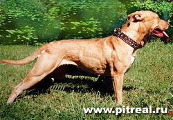 Photo of the dog