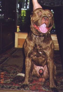 Photo of the dog