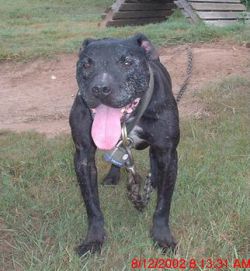 Photo of the dog
