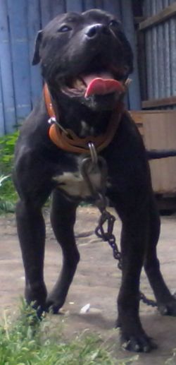 Photo of the dog