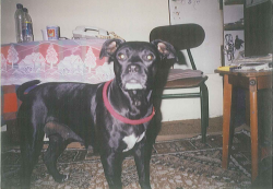 Photo of the dog