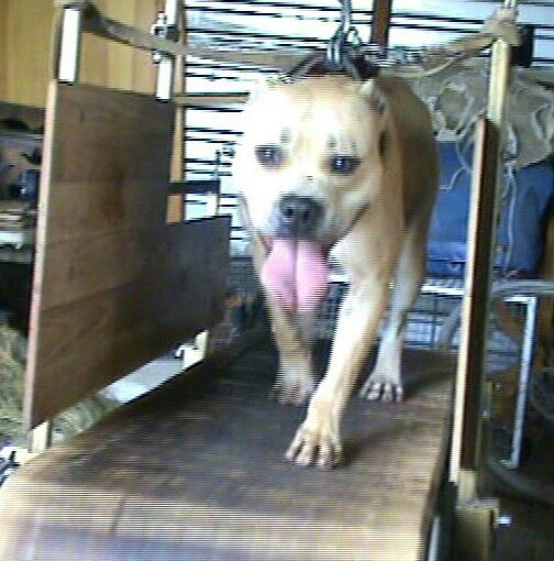 Photo of the dog