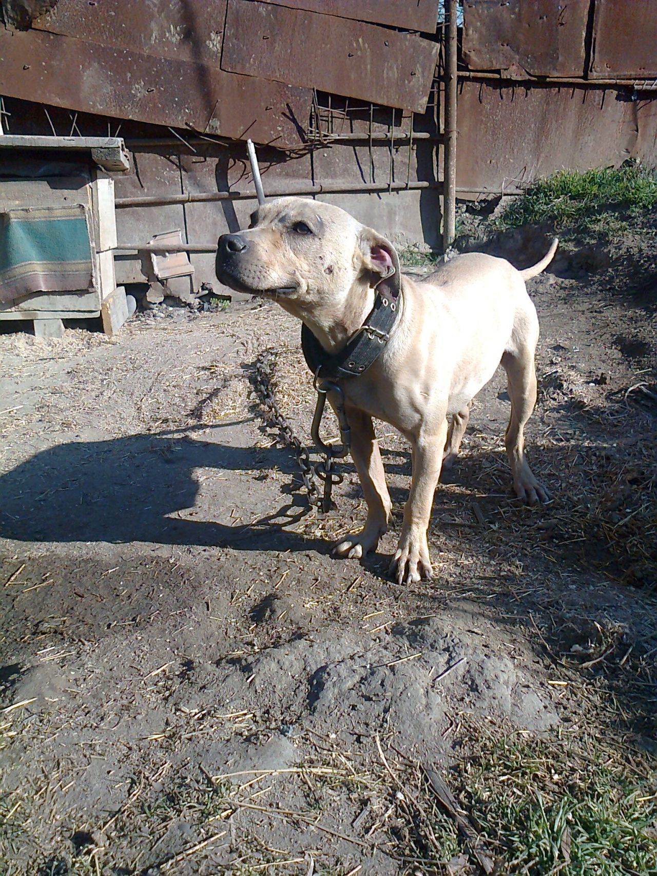 Photo of the dog