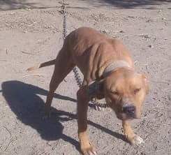 Photo of the dog