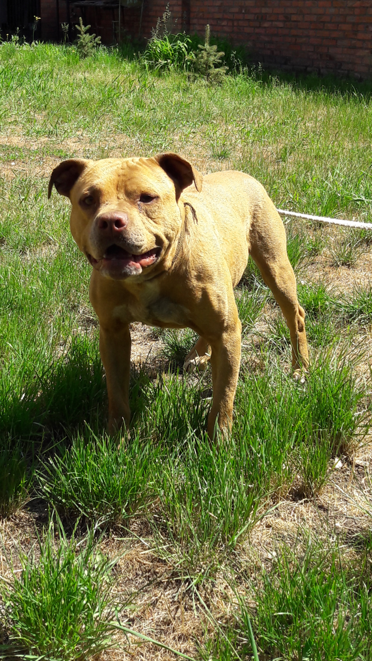 Photo of the dog