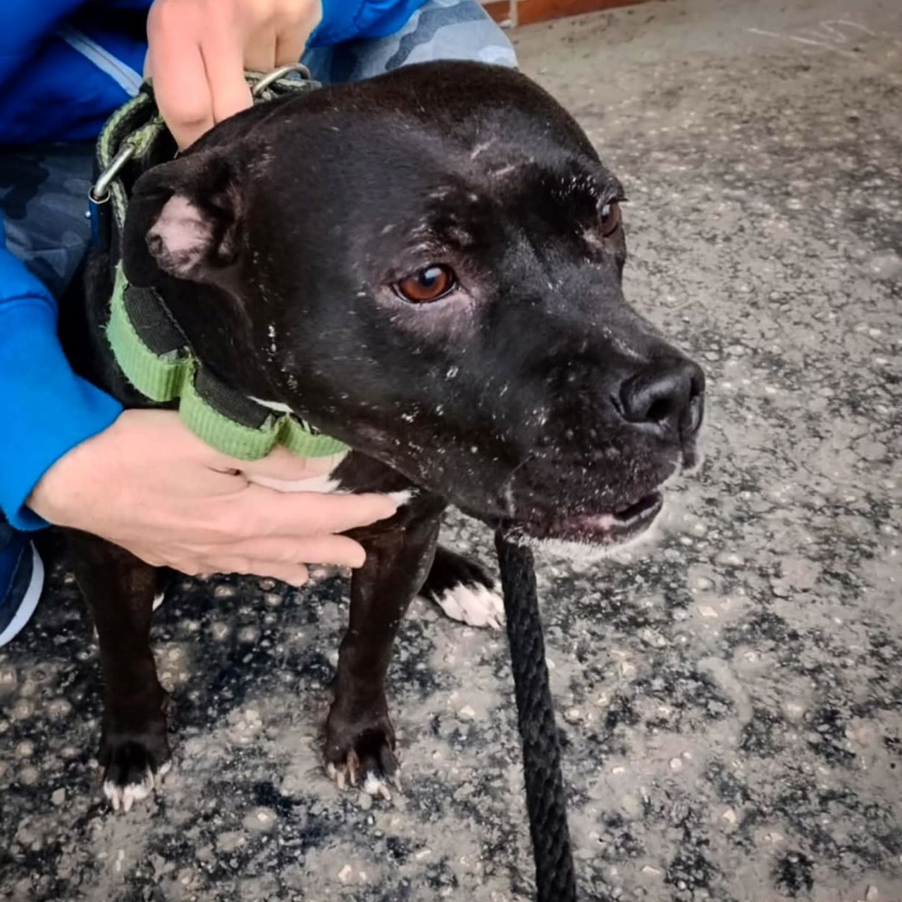 Photo of the dog