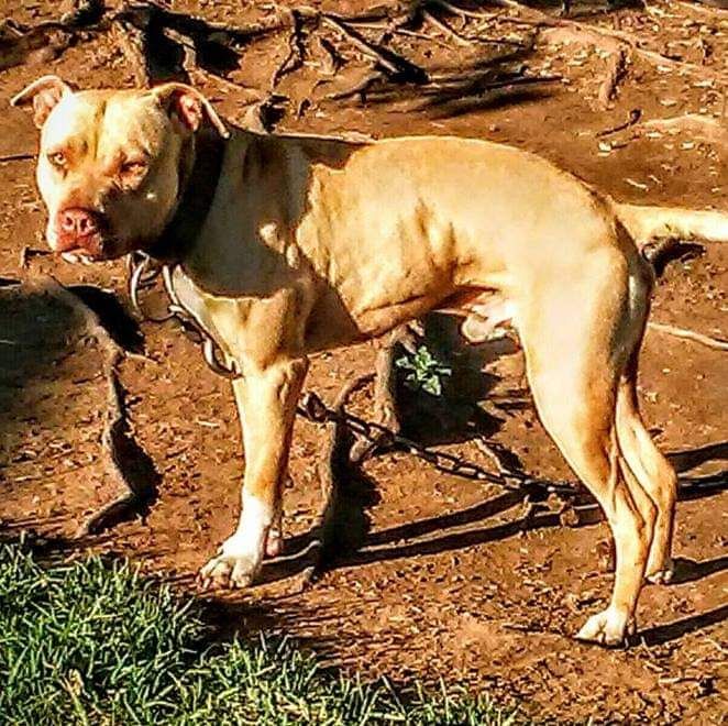 Photo of the dog