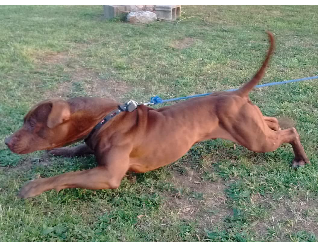 Photo of the dog