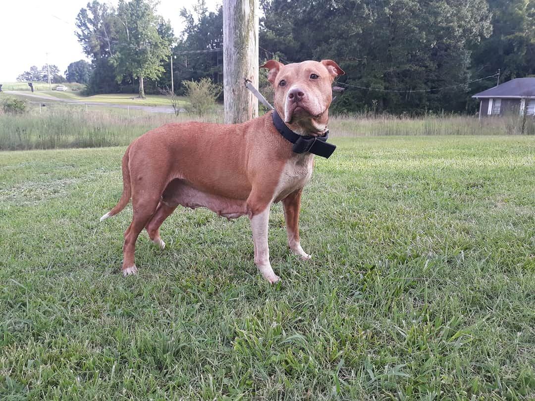 Photo of the dog