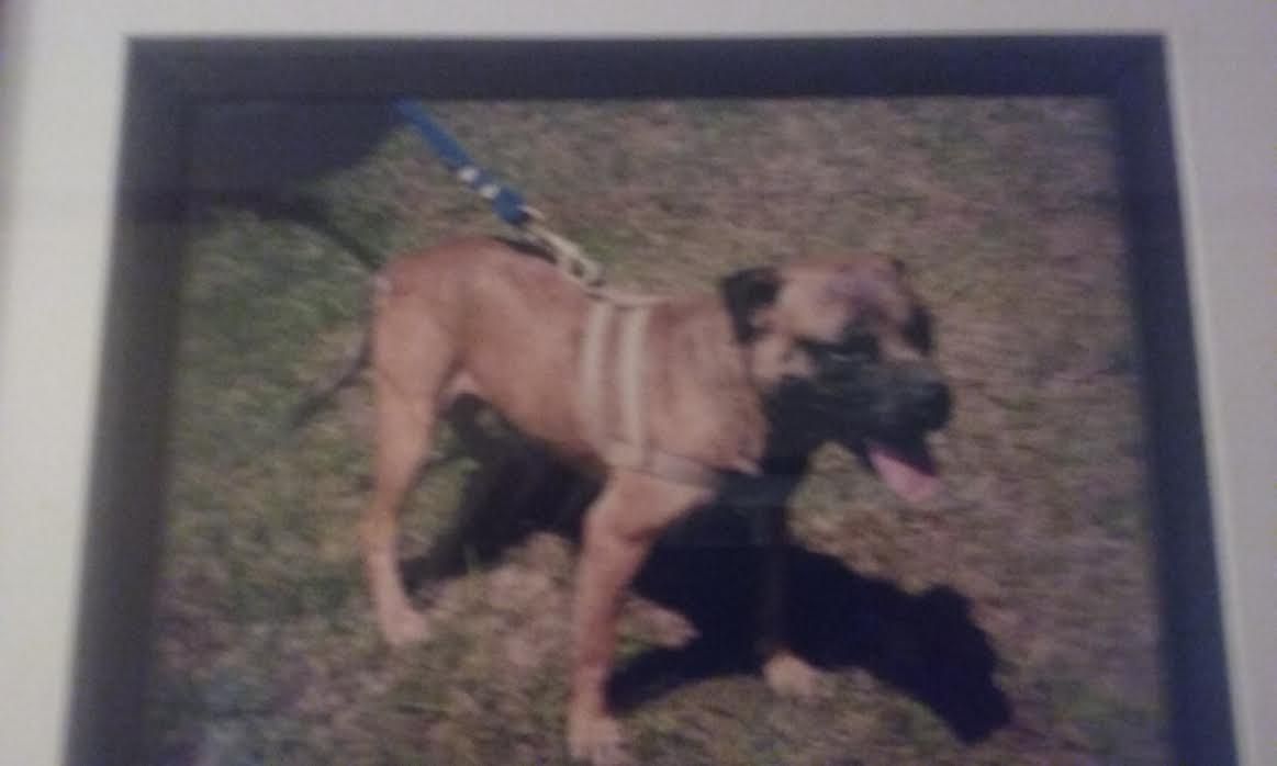 Photo of the dog