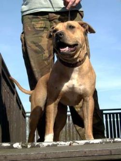 Photo of the dog