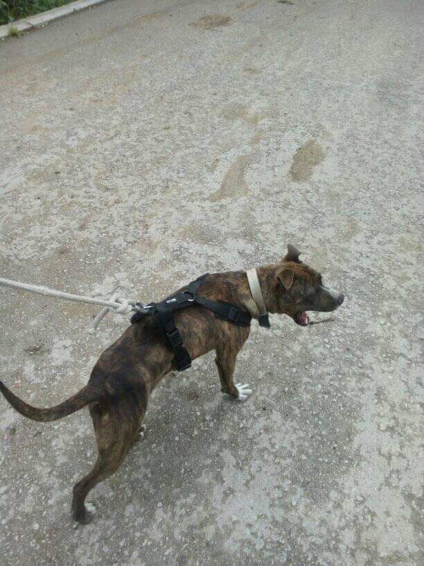 Photo of the dog