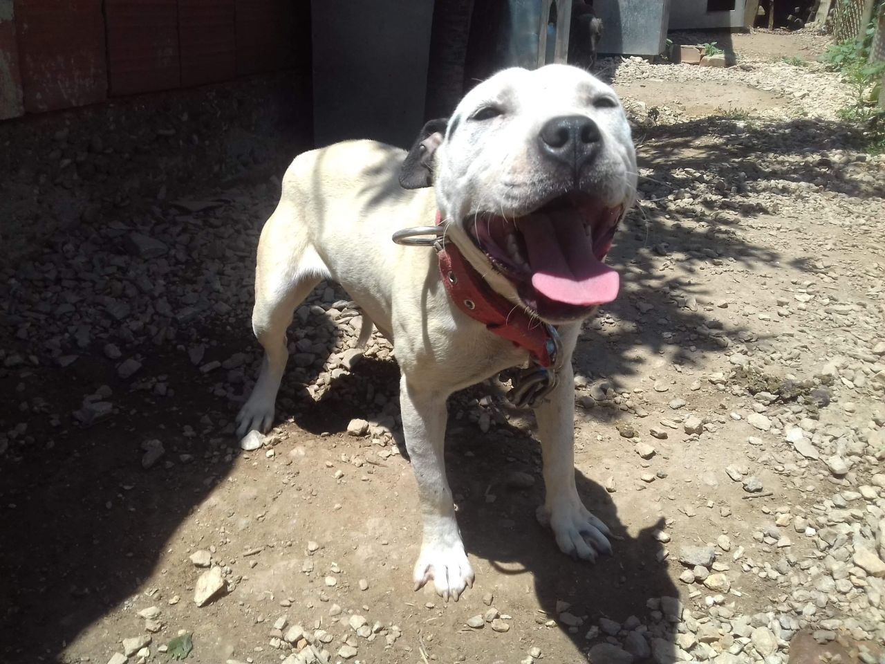 Photo of the dog