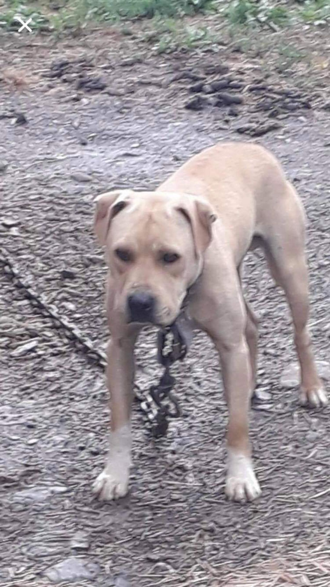 Photo of the dog