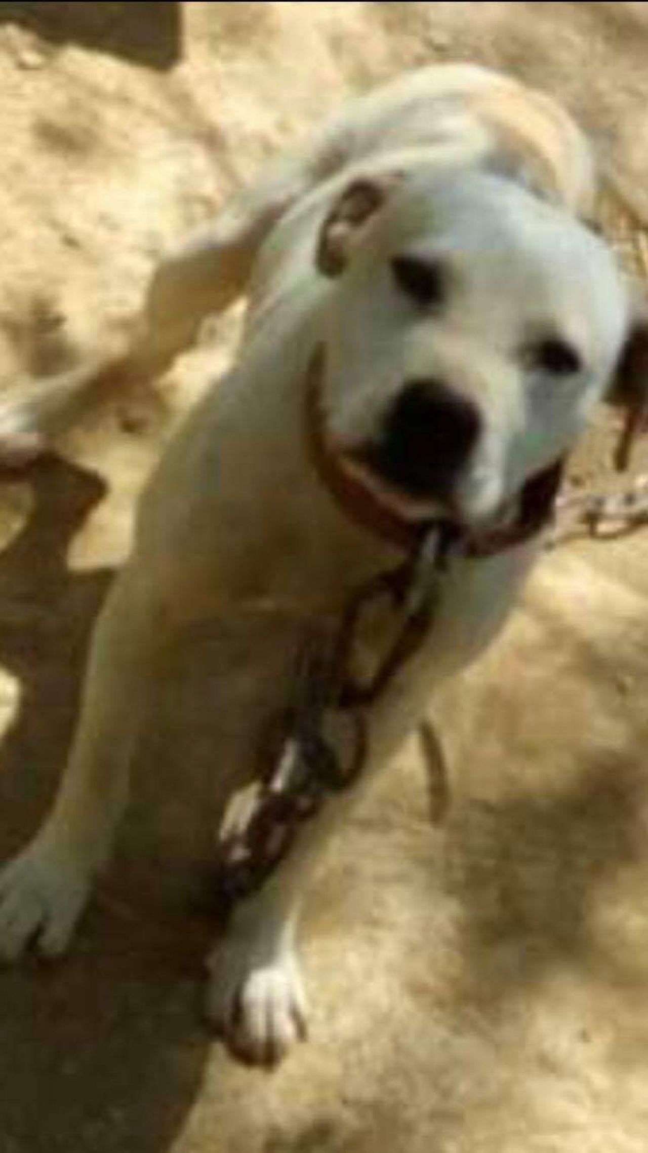 Photo of the dog