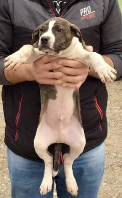 Photo of the dog