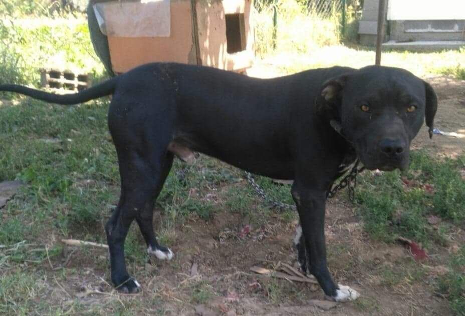 Photo of the dog