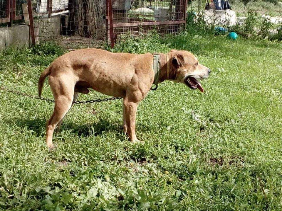 Photo of the dog