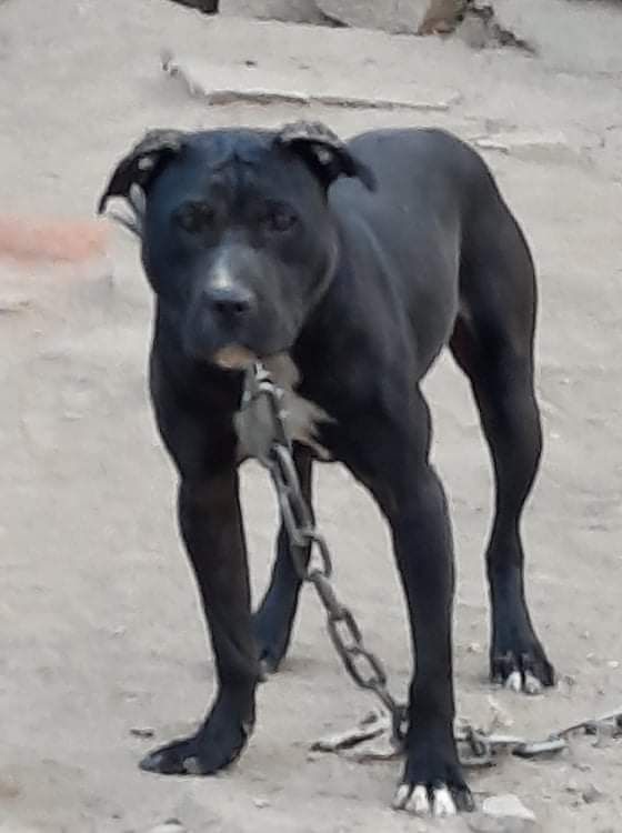 Photo of the dog