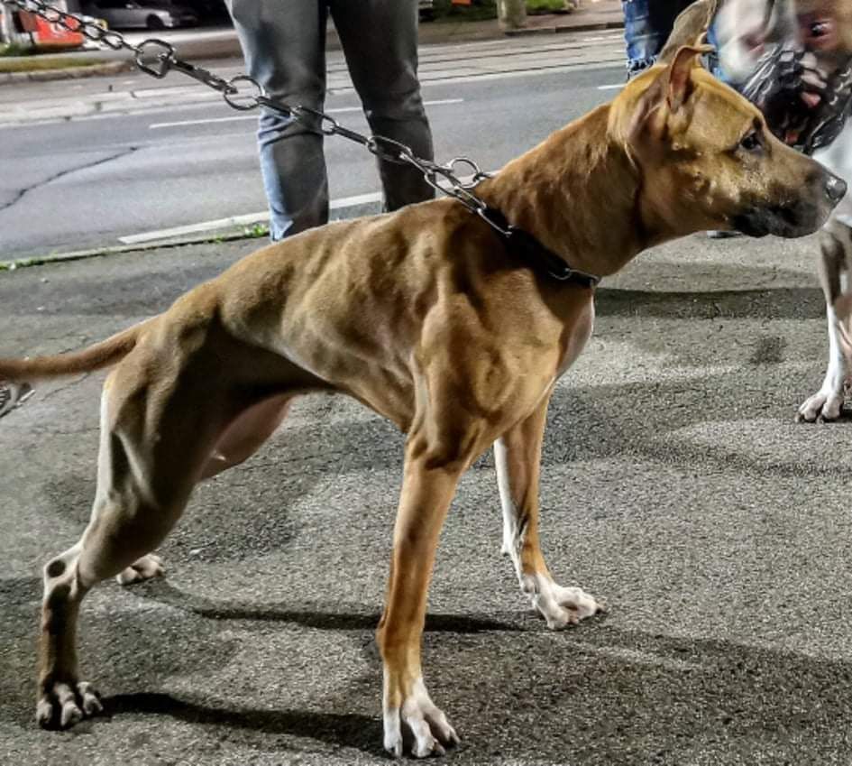 Photo of the dog