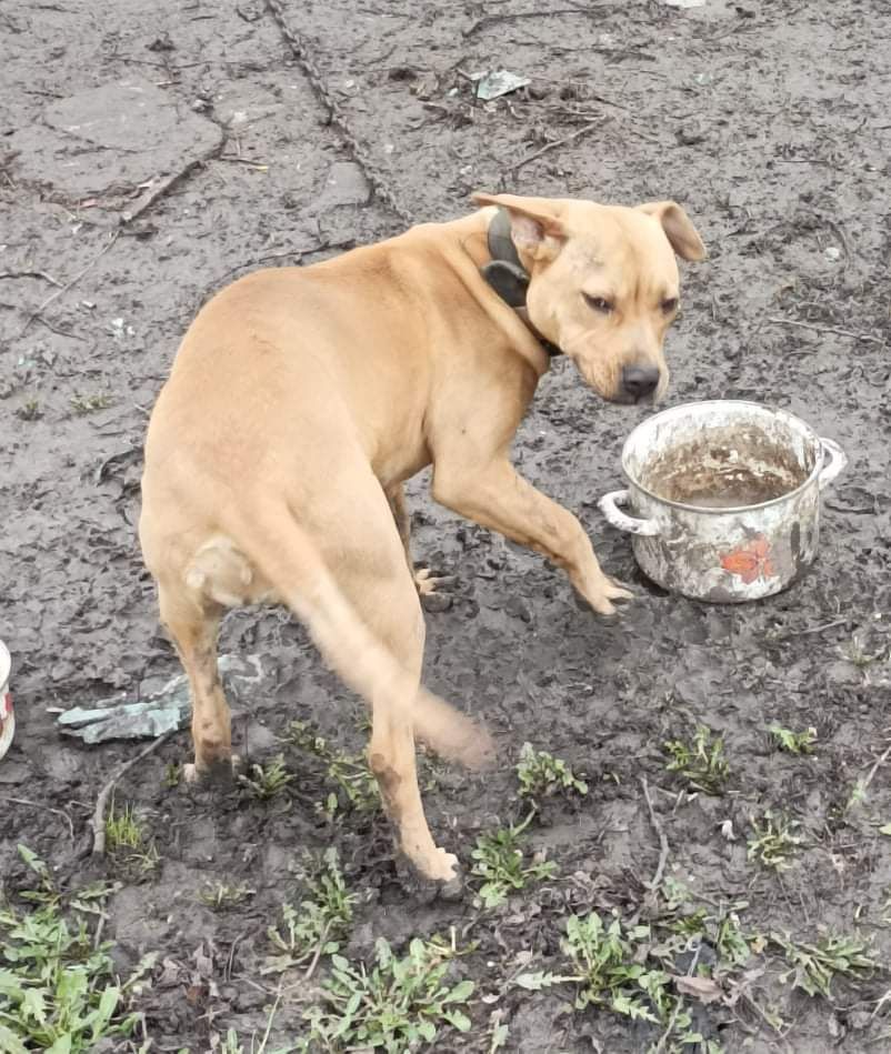 Photo of the dog