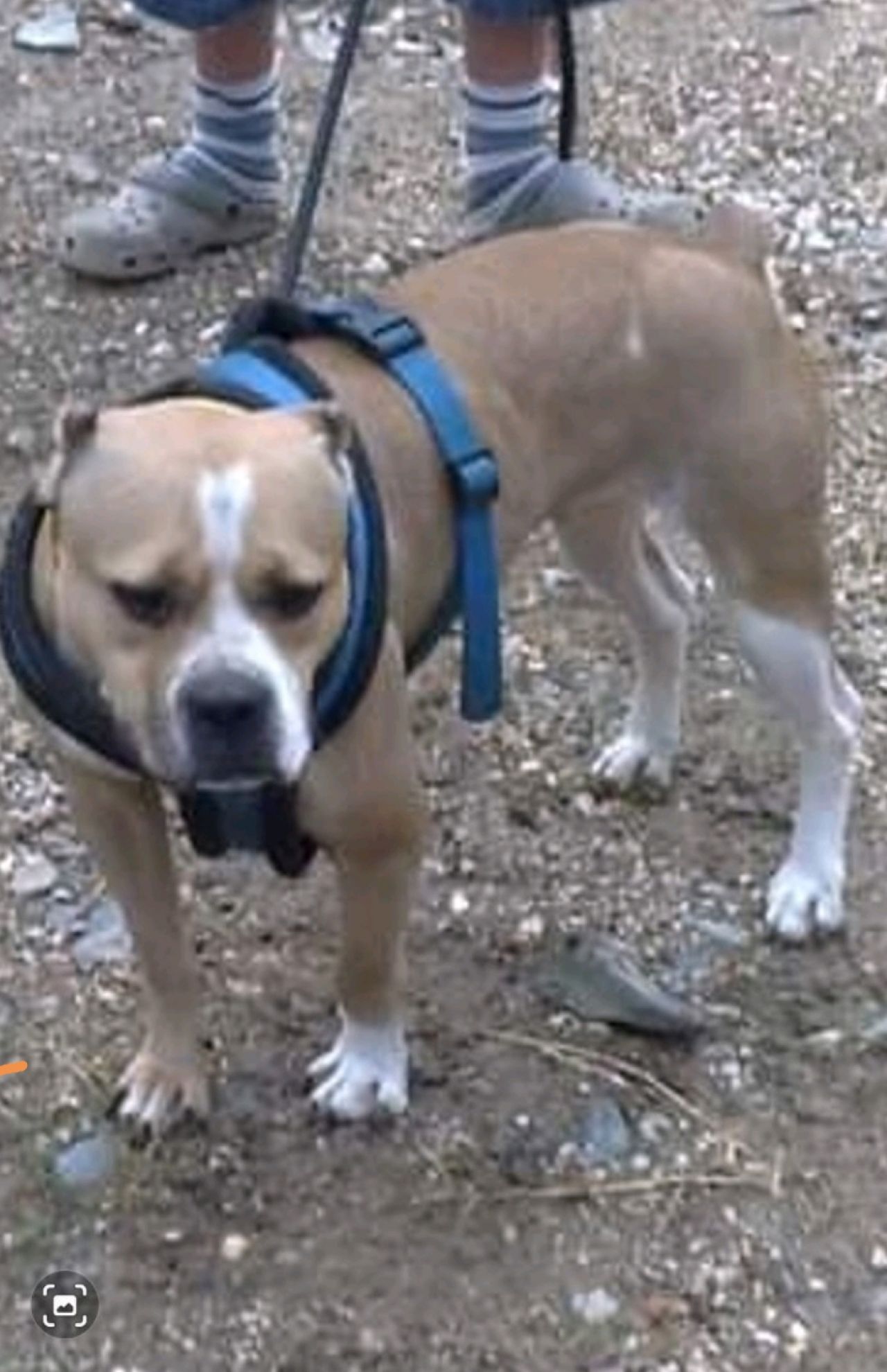 Photo of the dog