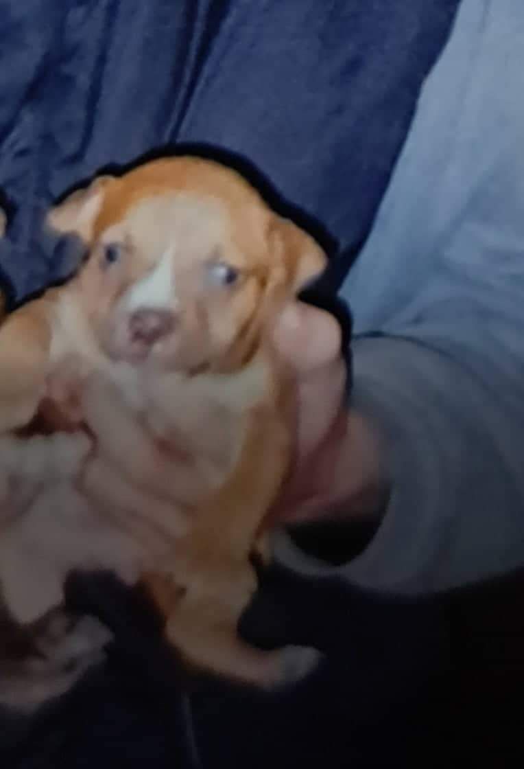 Photo of the dog