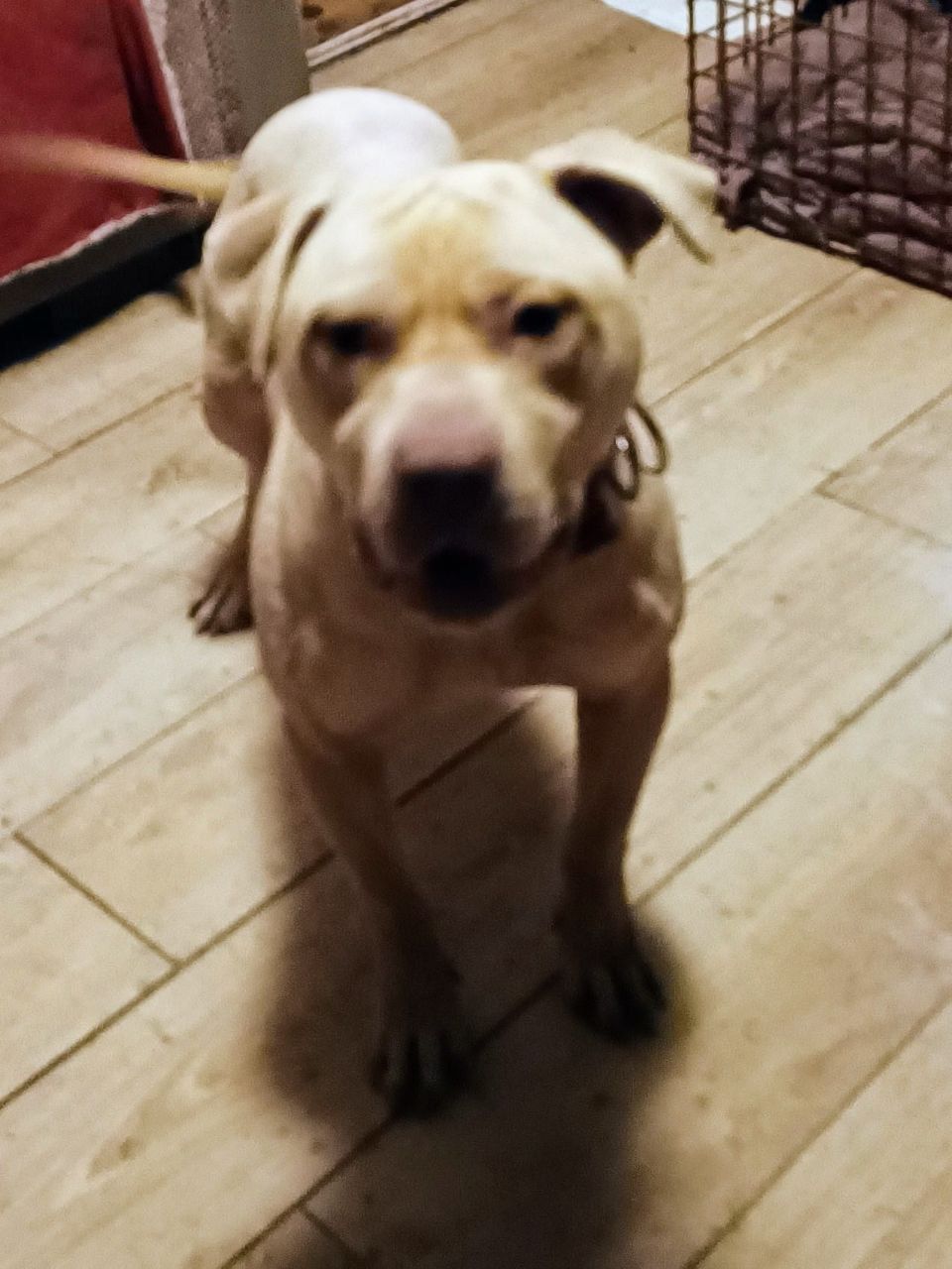 Photo of the dog