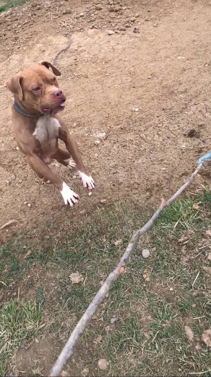 Photo of the dog