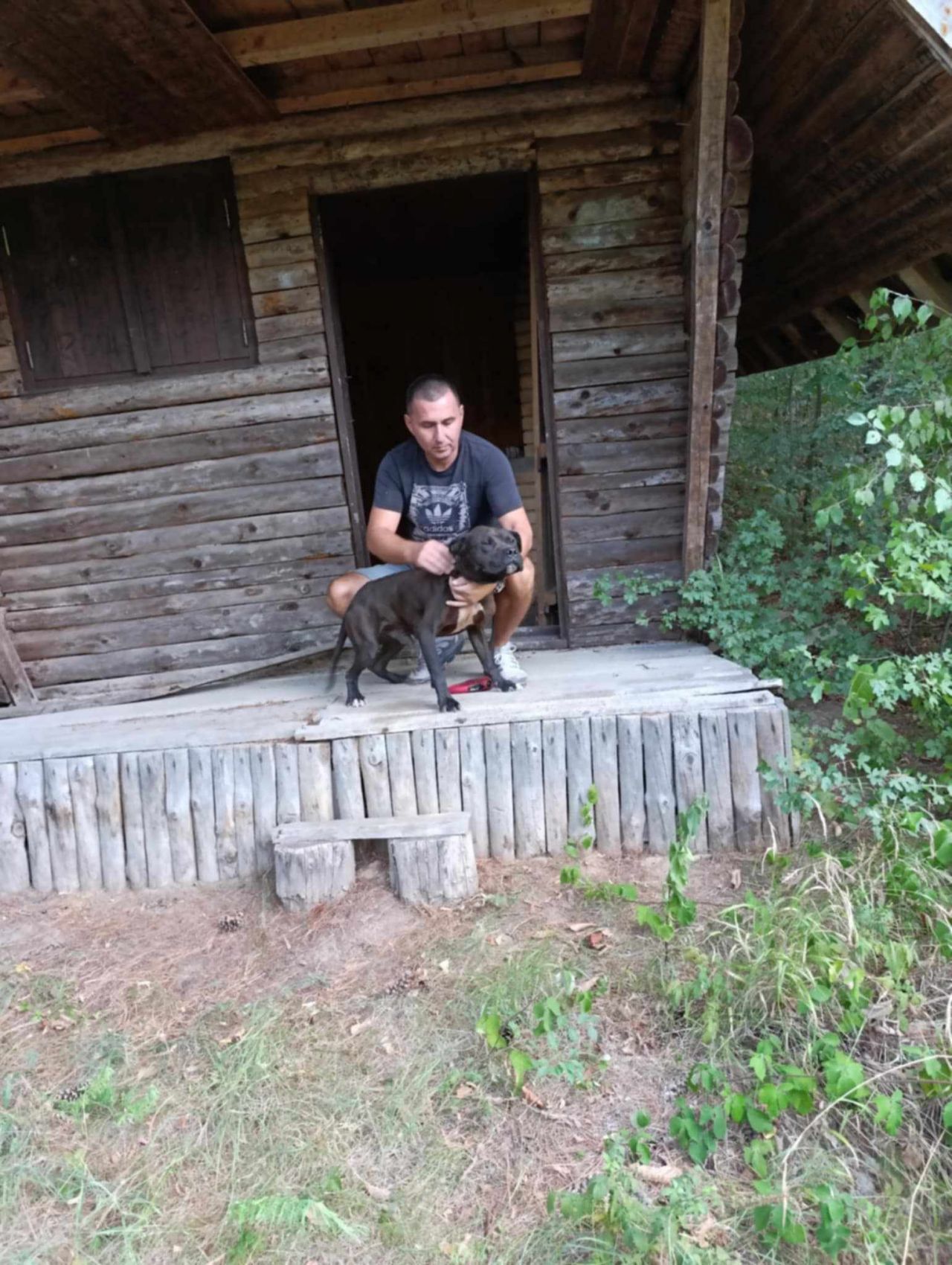 Photo of the dog