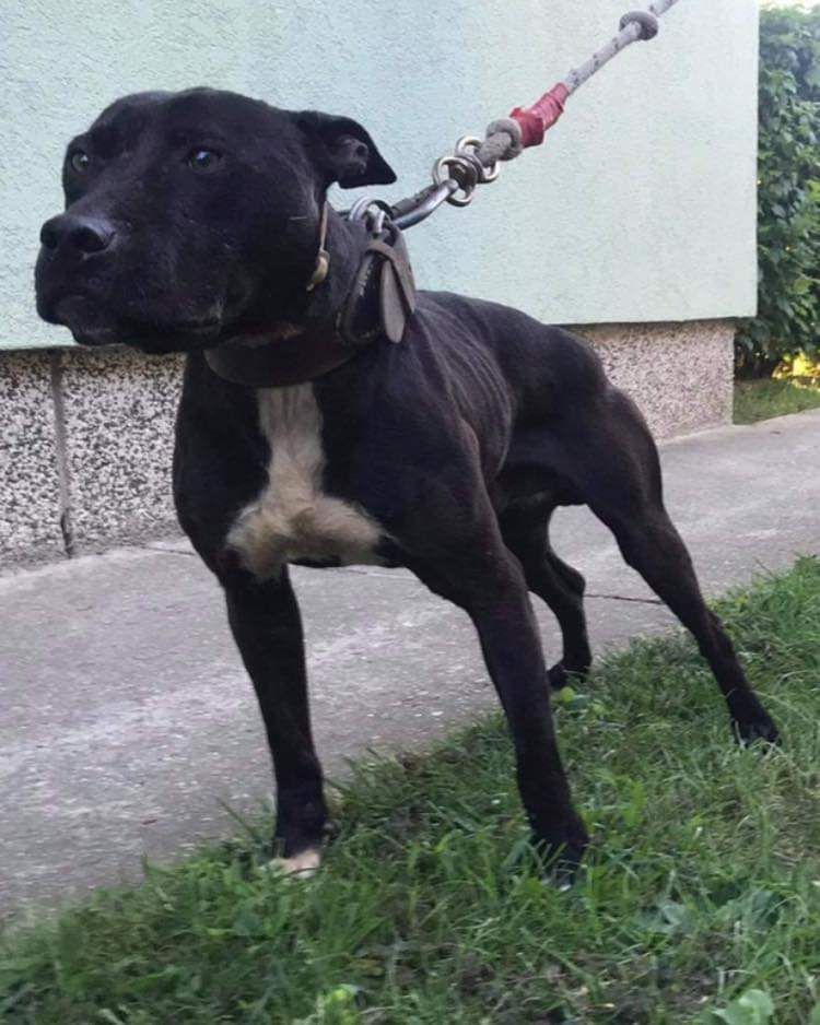 Photo of the dog