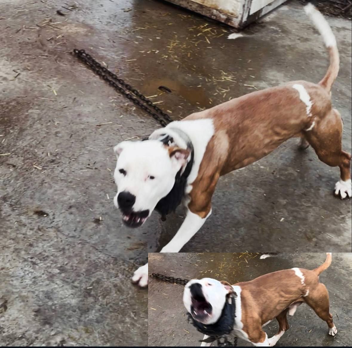 Photo of the dog