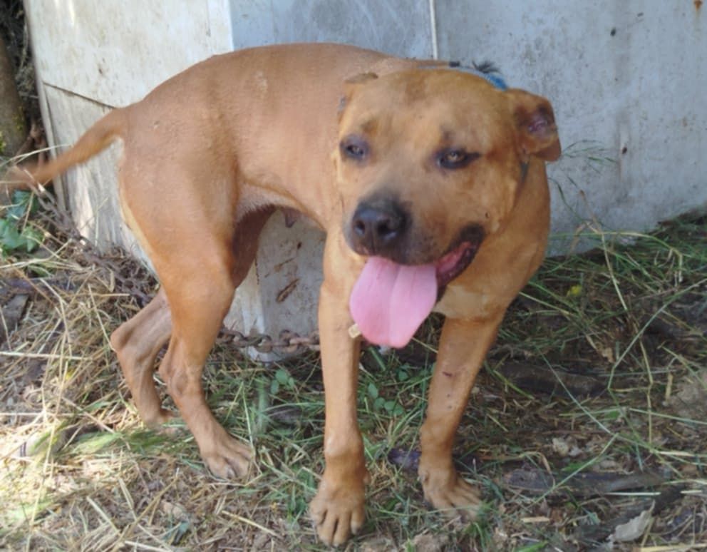 Photo of the dog