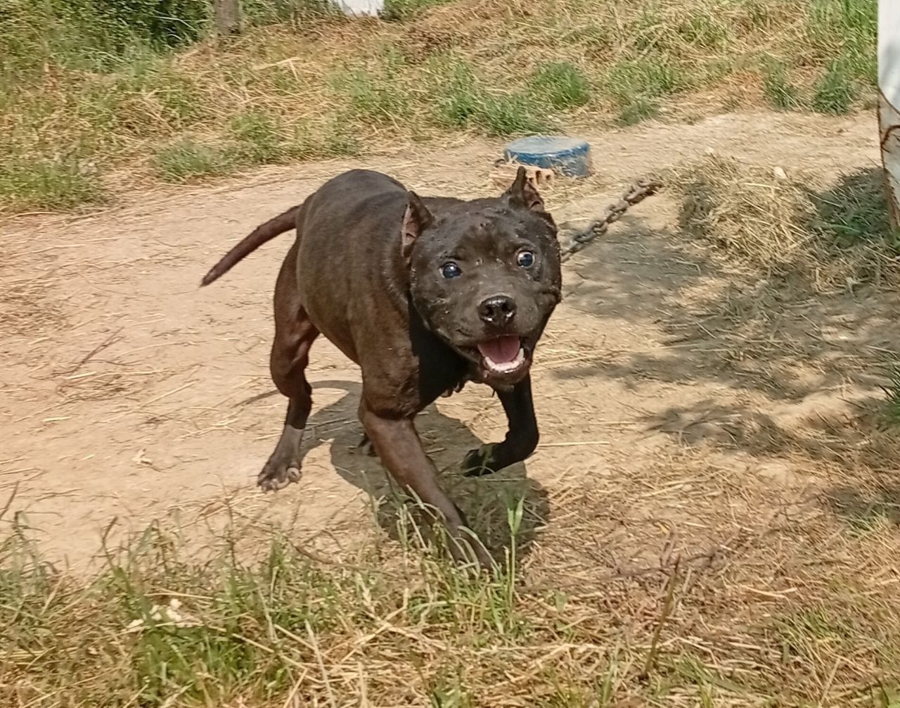 Photo of the dog