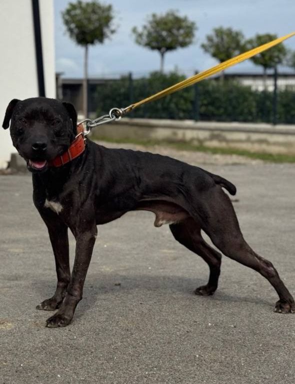Photo of the dog