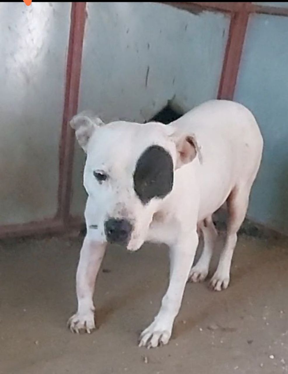 Photo of the dog