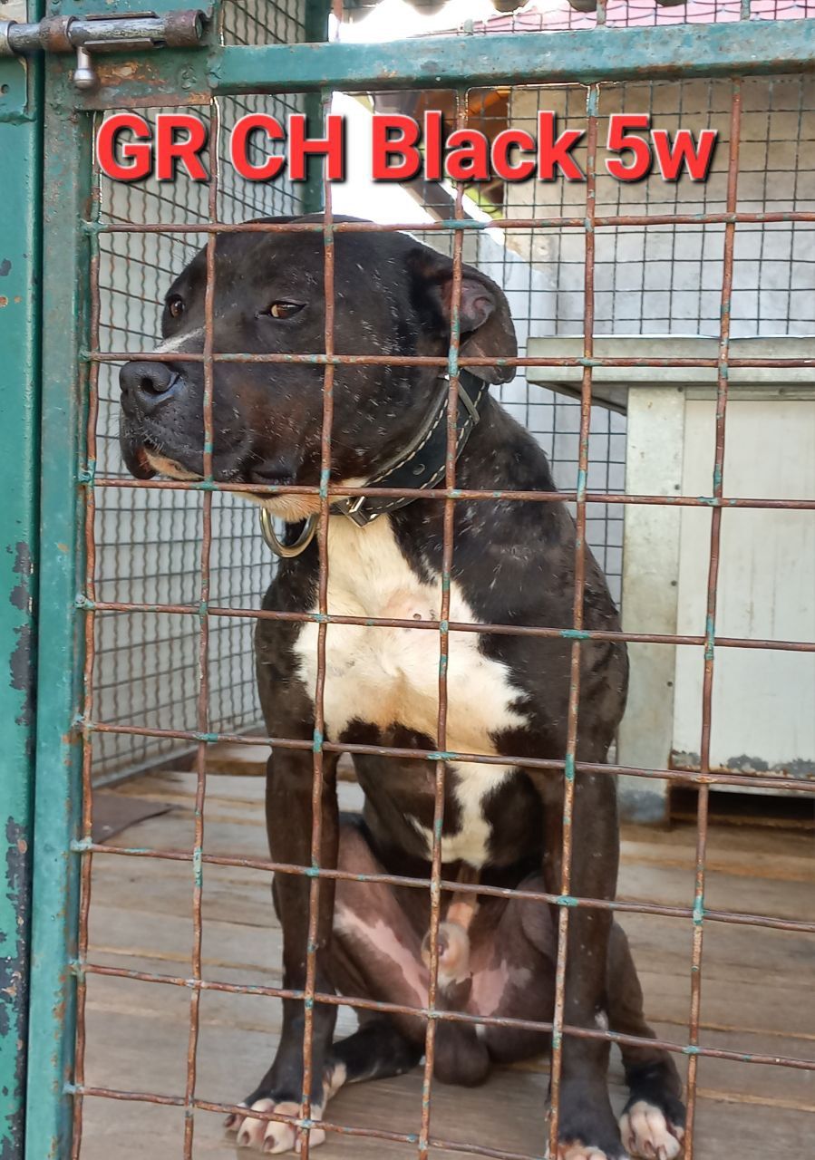 Photo of the dog
