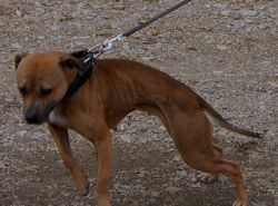 Photo of the dog